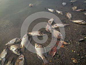 Dead fish on the river. dark water water pollution